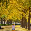 은행나무길 이미지