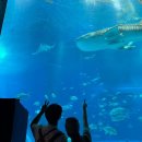 울엄니행복도시락 | 오키나와 태교여행 (Day2)