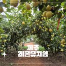 고우농장 | 제주여행 레몬뮤지엄 레몬젤리 체험과 카페 후기