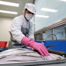 달빛장어 이미지