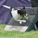 남부켄넬 이미지