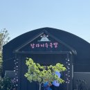 준이네농장 | 제주여행 #3. 답다니수국밭, 사우스 쇼어, 올레 시장 제주 약수터