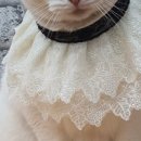 블링블링펫 이미지