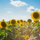 한국 SGI 이미지