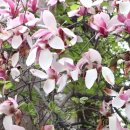 효령로34길 62 이미지