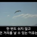 알바트로스 이미지