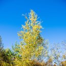 자작바위 이미지