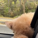 중대물빛공원 (옥외1) | [경기 광주] 강아지 산책하기 좋은 나들이 명소 중대물빛공원