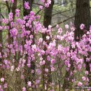 냉천오리농장 | [스크랩] 日本史의 이해 - 平安時代(1)