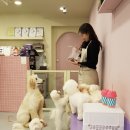 댕댕이 머리방 이미지