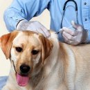 강아지와 개의 예방접종 이미지