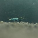 블루스팟 이미지