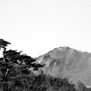 소나무풍경 이미지