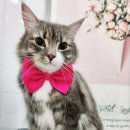 잔다냥 성남점 이미지