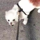 스터디독스쿨 이미지