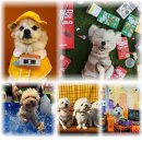 놀러오개 서산점 이미지