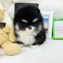 몽냥몽냥 이미지