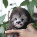 토이포토 이미지