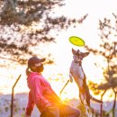 플라잉독 이미지