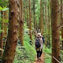 힐링올레 이미지