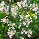 아마빌리스 이미지