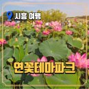 인량전통테마마을 | 시흥연꽃테마파크 관곡지 여름 연꽃 명소 방문 후기 (경기도연꽃명소)