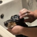 우두리 포펫 애견펜션 이미지