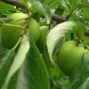 화장농장 이미지