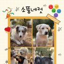 즐거운 애견 이미지