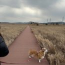 올라펜션 | 선재도 강아지 동반 펜션 올라펜션 방문 후기