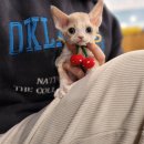 행운켄넬 | 신촌고양이분양 첫 경험 나의 모든 것을 털어 놓을게