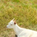 마리들농장 이미지