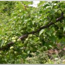 미골농장 이미지