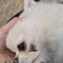 강동24시SKY 동물병원 | 뭉치의 치아수술 후기 | 치첨농양 수술부터 예방법까지 (부산 더휴24시동물병원)