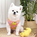 시원애견 이미지