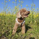 학성교(남구) 화장실 | 울산 태화강 유채꽃은 번영교에서 학성교까지 황토길과 함께 4월마다 노랗게 물들이는 울산의 핫...