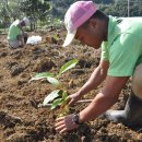 달콤한 나무 이미지