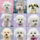 레티피코 이미지