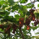 희망농원 이미지