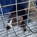 운봉동물병원 이미지