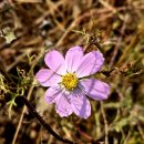 11/11. 연기군 조치원. 오봉산~고복저수지 이미지