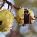 마로니에 이미지