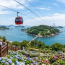 자산공원 (옥외2) | [2026 여수 여행] 자산공원 수국길 ㅣ 해상케이블카·오동도·바다뷰 수국 명소 완벽 정리