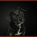 일산시티 동물의료센터 이미지