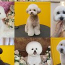 쁘띠숑 이미지