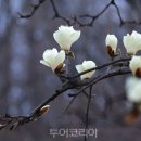 신안 show 앞 이미지