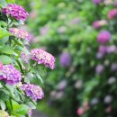 동광리-6 이미지