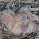 푸르뫼농장 이미지