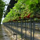 주완농장 | 주말, 딸기따기체험을 준비 하는 웰컴투딸기네