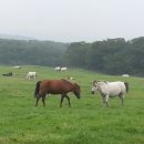 석지축산 이미지